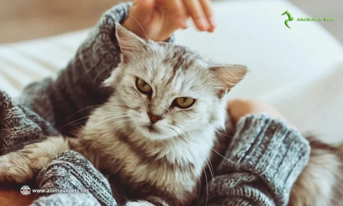 Les chats sont-ils déprime en hiver