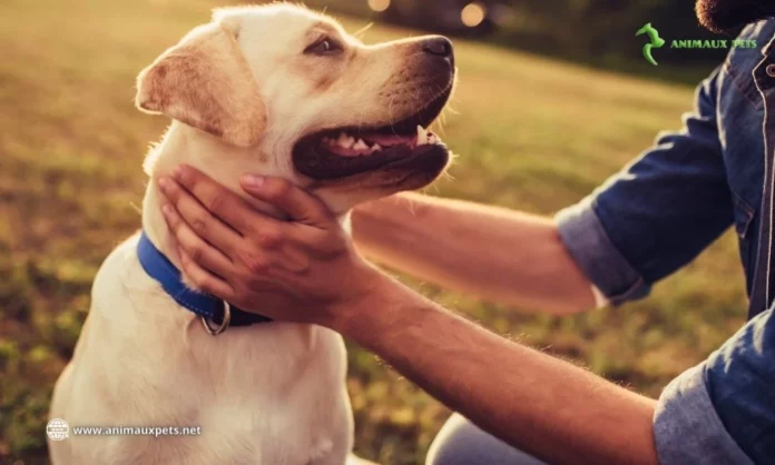 Quelles sont les erreurs que tout nouvel éleveur de chiens devrait éviter ?