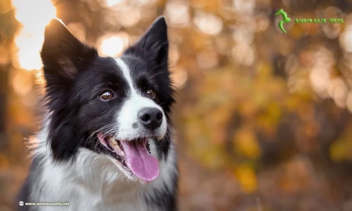 le Race de Chien Le Border Collie