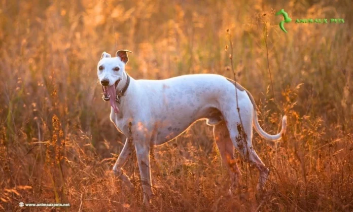 le Race de Chien le Petit Lévrier Le Whippet