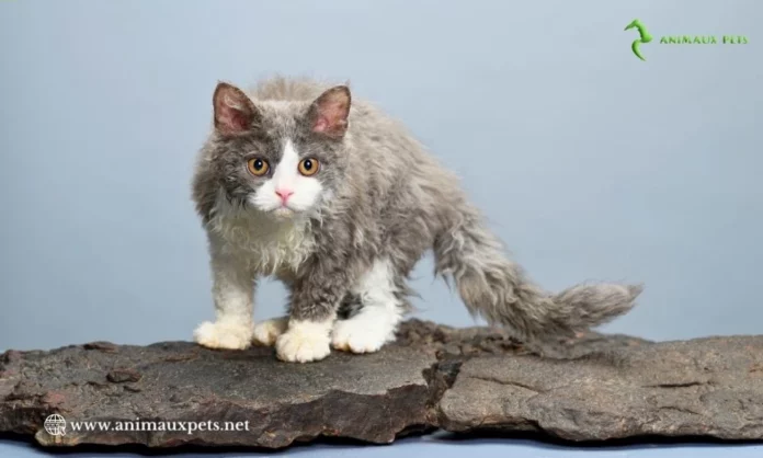 Selkirk Rex : Découvrez la race de ce magnifique chat