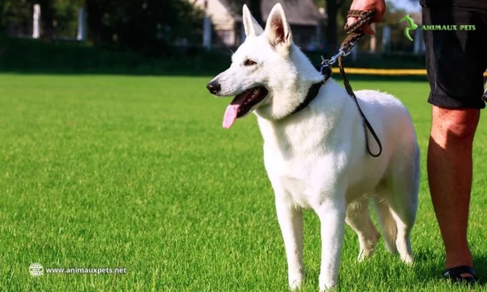 Berger Suisse , Découvrir Cette Race du Chien avec sa Robe Blanche Radieuse