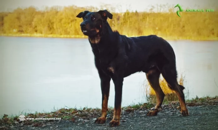 Berger de Beauce - Découvrez la race de ce chien