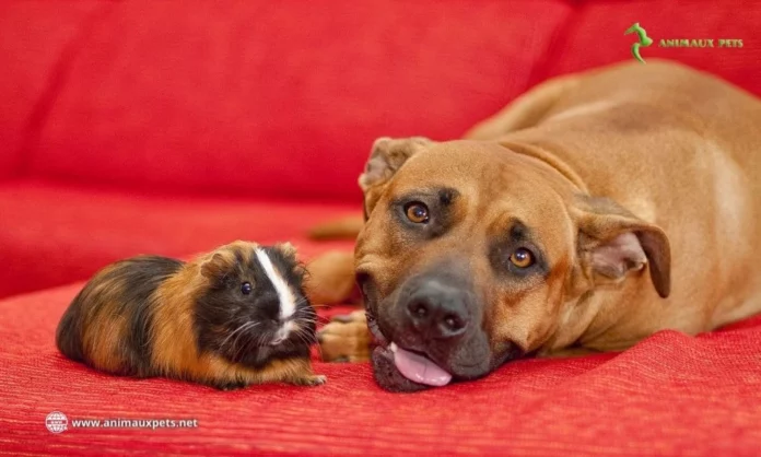 Chien et Cochon Inde : Peut-on cohabiter entre eux ?