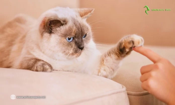 Communiquer avec son chat comme avec un bébé Est-ce bénéfique ou non