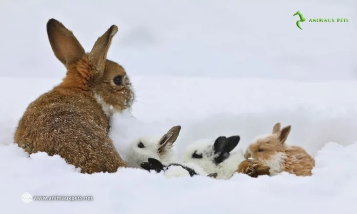 Elevage du lapin: Quelle température idéale pour elle?