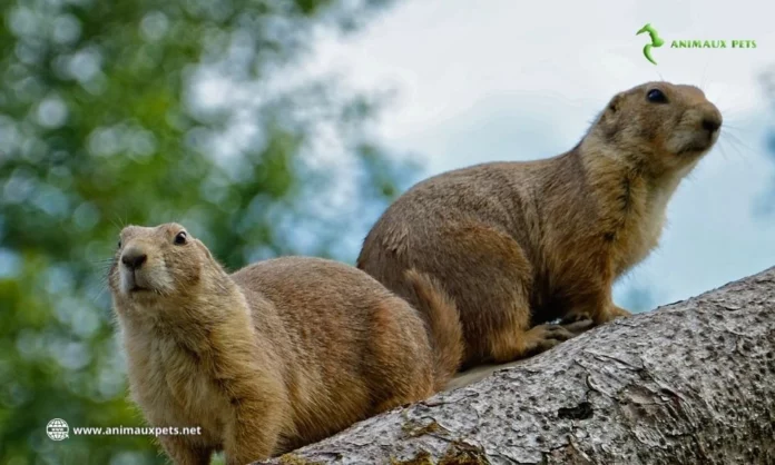 En France, la marmotte est un animal protégé, mais on peut la chasser ! Pourquoi?