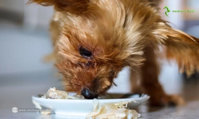 Le chien a-t-il toujours faim ou est-ce un instinct de gourmandise ?