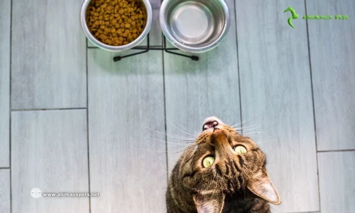 Précautions pour changer l'alimentation des chats