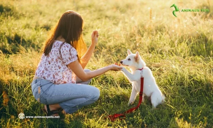 éducation d'un chiot