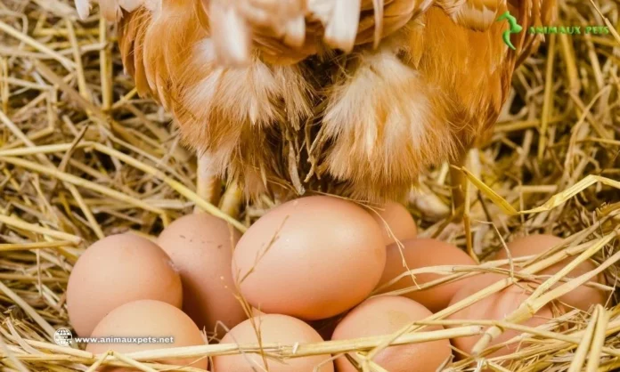 poules pondeuses