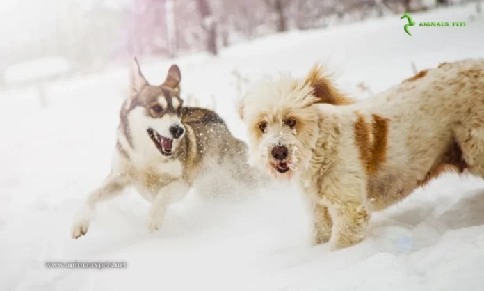 12 Races de Chiens Adaptées à la Neige et au Froid