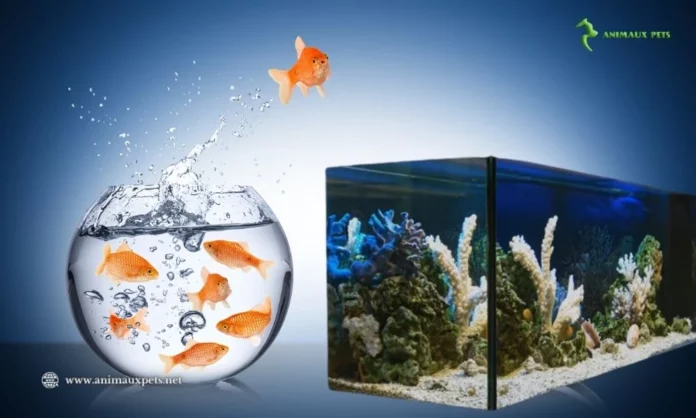 Aquarium Boule L'enfer des Poissons d'aquarium! Pourquoi?