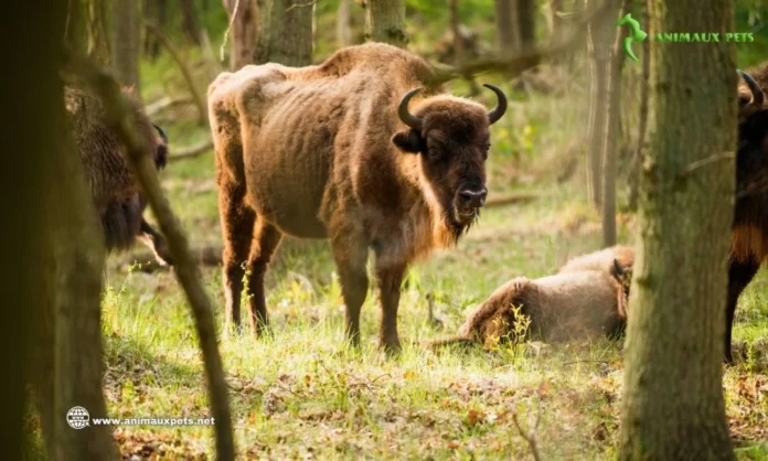 Bison Européen - Tout ce que vous voulez savoir