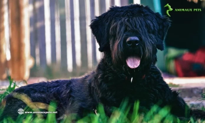 Bouvier des Flandres découvrir la race de cette chien