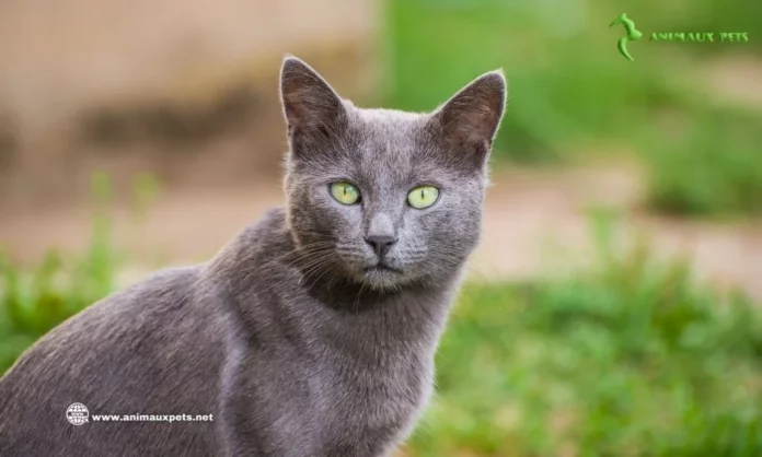 Chat Bleu Russe ou Chat Russe Découvrir Cette Race