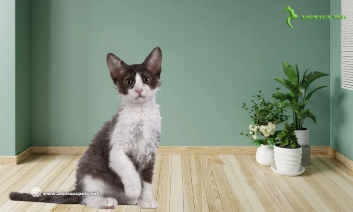 Chat Laperm aux Cheveux Bouclés - Découvrir Cet Race