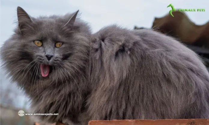 Chat Nebelung - Découvrez le charme harmonieux et l'élégance