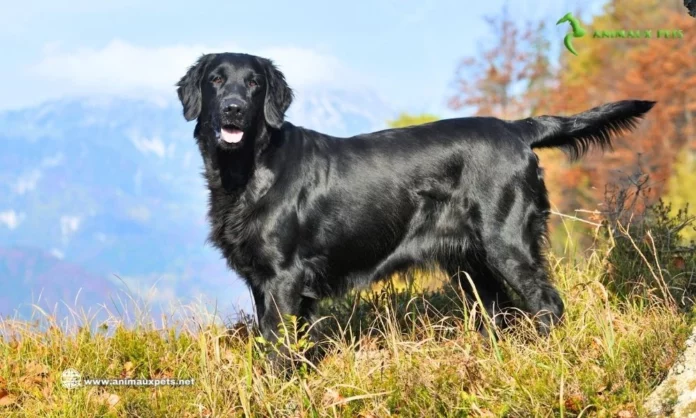 Chien Flat-Coated Retriever - Découvrir cette race