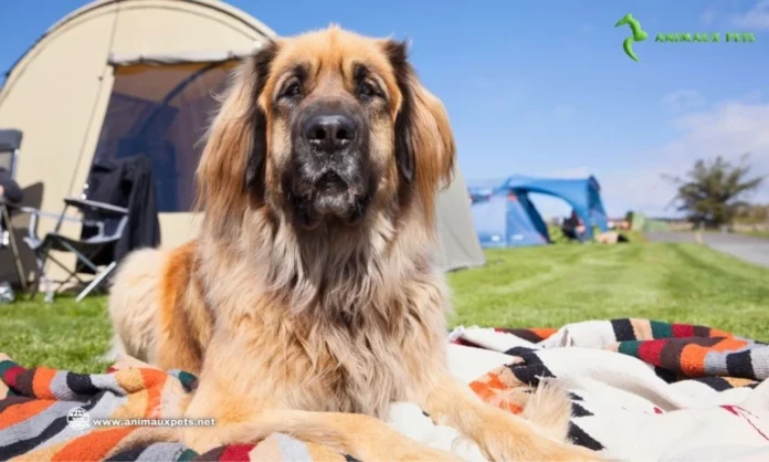 Chien Le Leonberg - Découvrir cette race de chien géant