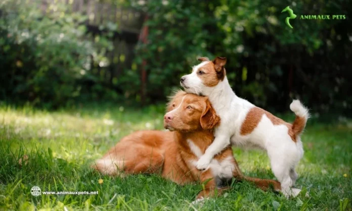 Comment aider un chien qui ne supporte pas d'être seul ?