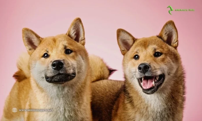 Comparaison de Meilleure Mutuelle Chien en 2024 : Trouvez l'Assurance Canine Idéale !