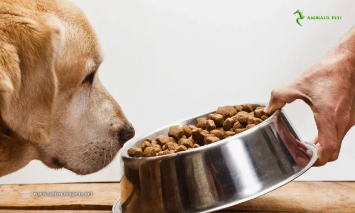 Croquette pour Chien : Est-ce vraiment économique depuis le supermarché?