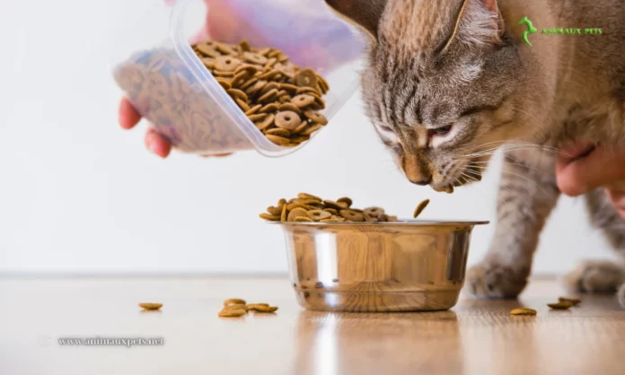 Croquettes pour chat sans céréales - Expliquez ce régime