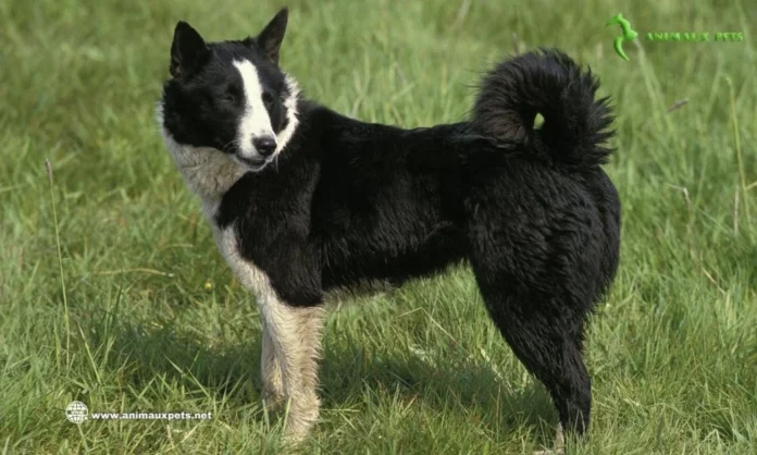 Découvrir la Race du Chien d'ours de Carélie