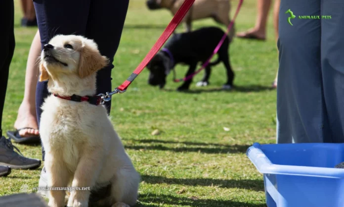 Eduquer un chiot de 3 mois - Guide complet