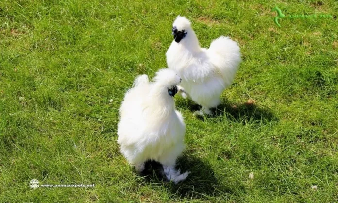 Elever La Poule Soie à la ferme ou jardin