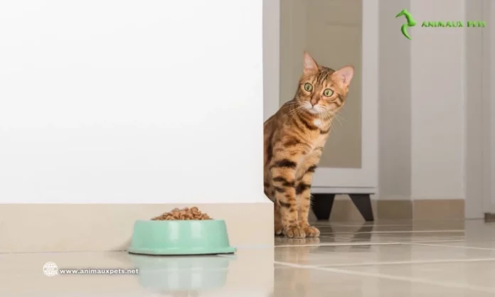 En savoir plus sur la Perte d’appétit pour Chat