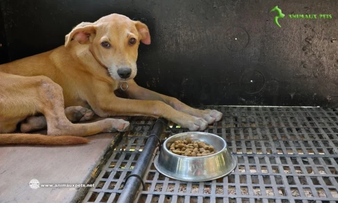 En savoir plus sur la Perte d’appétit pour chiens