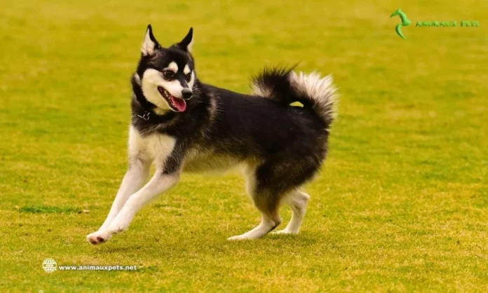 Le Alaskan Klee Kai Race miniature de husky