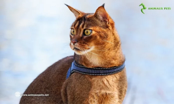 Le Chat Caracat - Est-ce un hybride d'un chat sauvage?