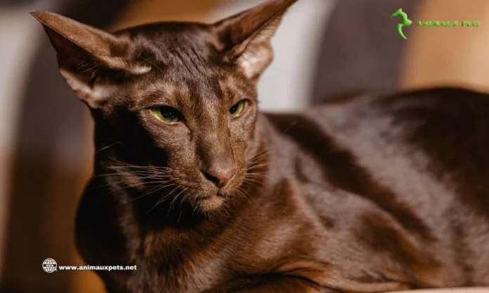 Le Chat Havana Brown - Découvrir le Race de Chat Chocolat