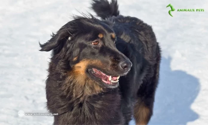 Le Chien Hovawart - Découvrir cette race Chien de sauvetage