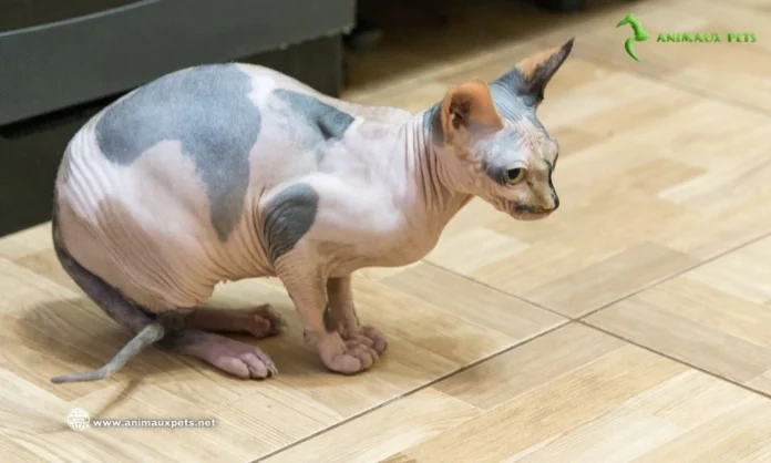 Le chat Peterbald - Découvert cette race