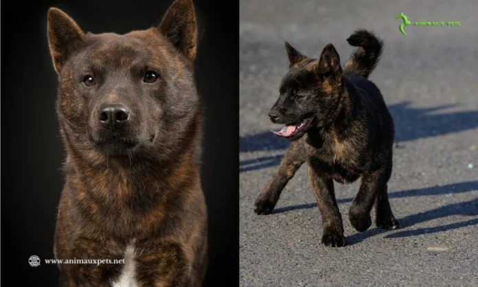 Le chien Kai est un chien japonais - découvrir cette race