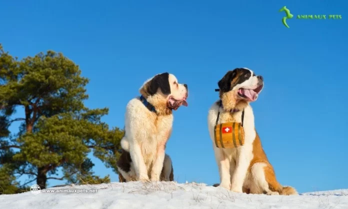 Le chien Saint Bernard Découvrez cette race à l'instinct de sauvetage