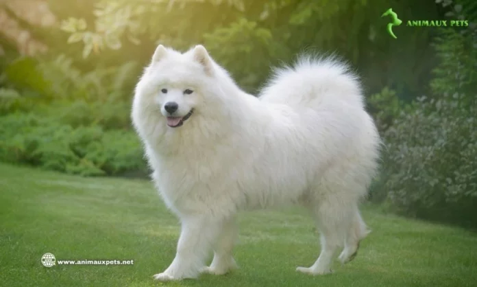 Le chien Samoyède - Découvrir Cette Race