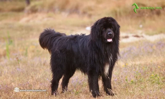 Le chien Terre Neuve - Découvrir la race le plus doux des molosses