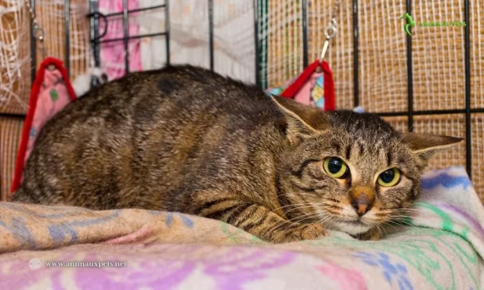 Le stress chez le chat : comment le reconnaître et y faire face