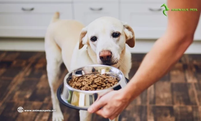 Mon Chien refuse de finir sa nourriture ! Pourquoi ?