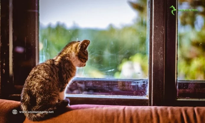 Peut-on laisser un chaton seul ? Et Combien de temps?