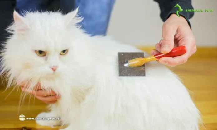 Prendre soin des squames de chats à poils longs