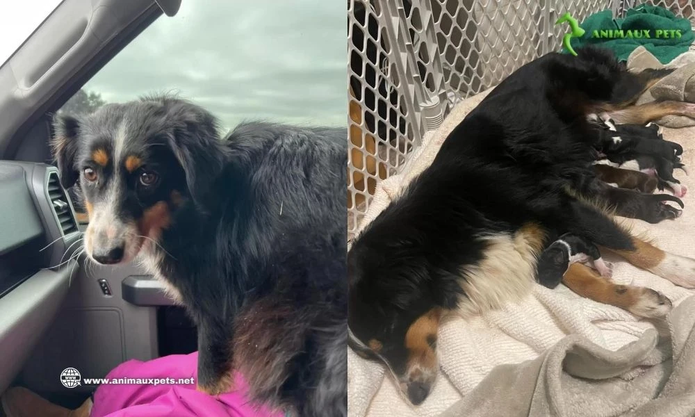 Une chienne Enceinte Tente d'Échapper au Froid