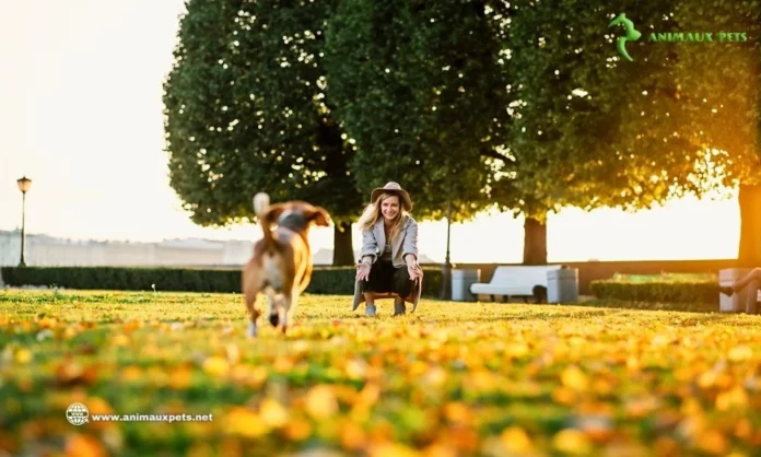 Vous rappel votre chien et il ne répond pas ? Voici la solution