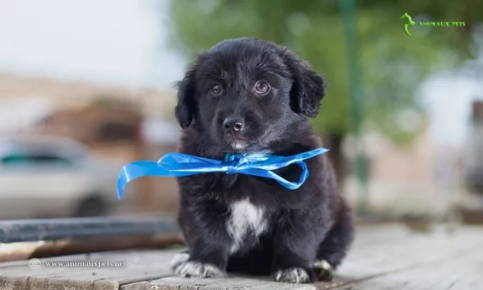 Adopter gratuitement un chien de petite