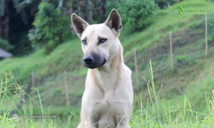 Santé du chien : comment un chien acquiert son immunité dans la nature